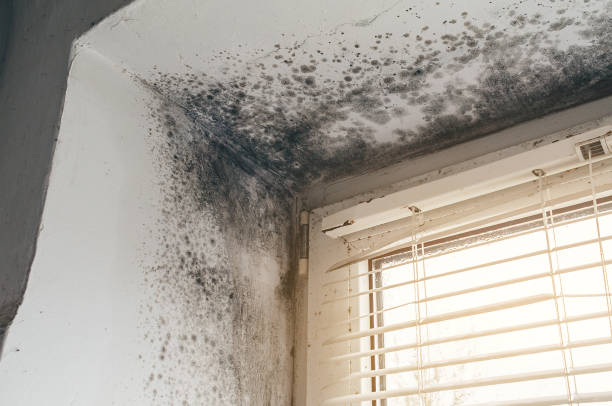 Affordable Mold Removal solutions in Zebulon, GA