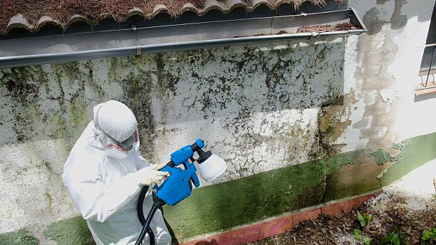 Top rated local Mold Removal specialists in Zebulon, GA